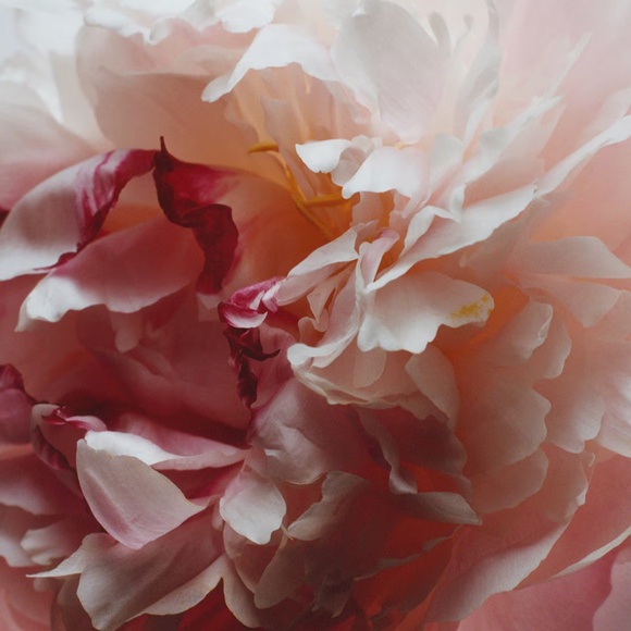 JO MALONE - PEONY & BLUSH SUEDE COLOGNE SPRAY 3.4 OZ - NEW - Picture 2 of 2